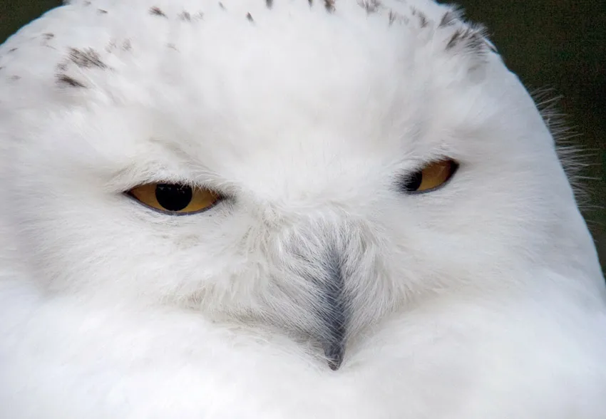 snowy owl